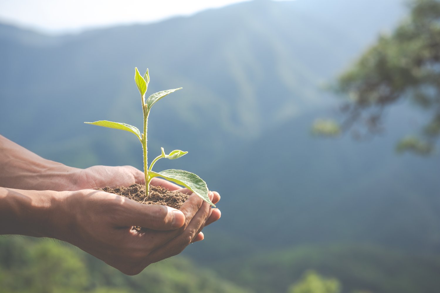 organic farming
